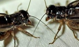 蛐蛐进家里有什么预兆？