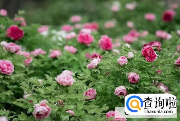 谷雨为什么要去赏牡丹花