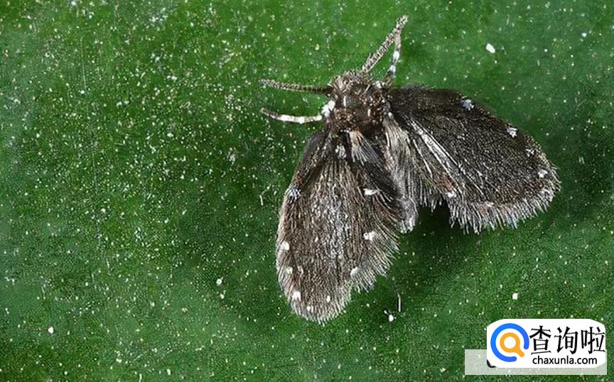 家里的花草上的小飞虫怎么消灭较合适