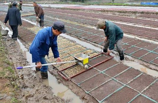水稻种植的流程有哪些
