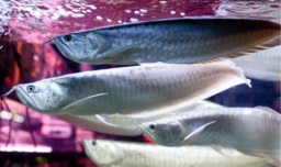 银龙鱼怎么养