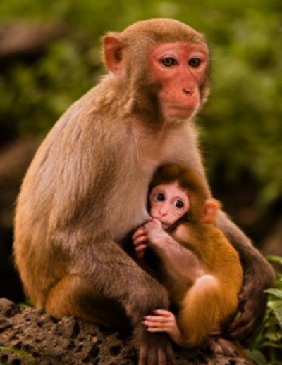 一诺千金代表什么动物