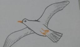 海鸥简笔画怎么画