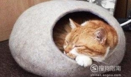 新手养猫攻略