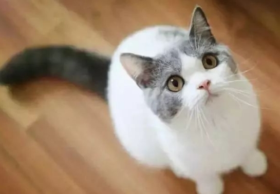 怎么去除家里的猫臭味