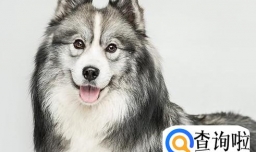 2018年，在西安开家宠物店怎么样？