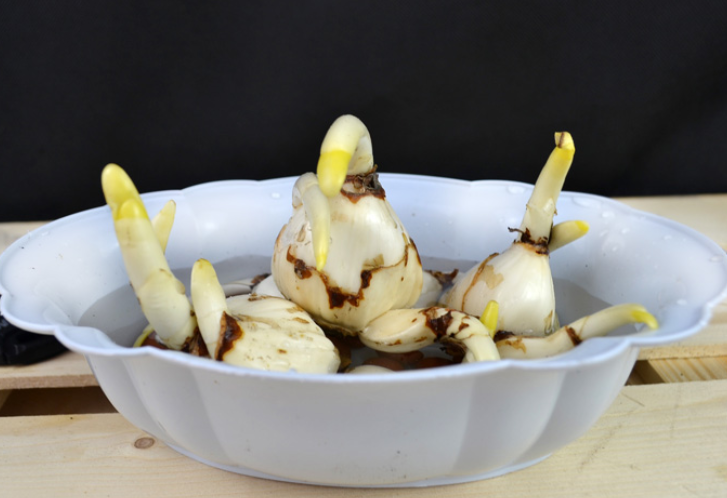 关于水仙花的诗歌?