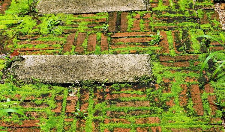庭院地面上的青苔怎样消除