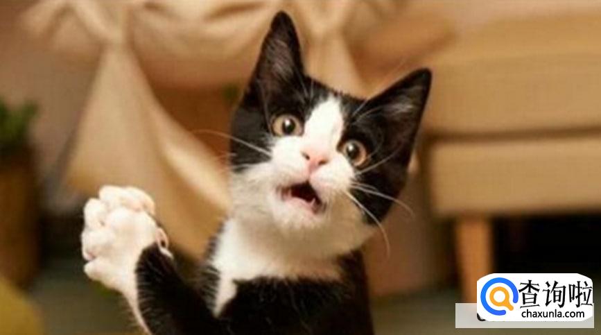 如何识别猫的情绪