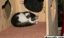 猫咪的喂养方式