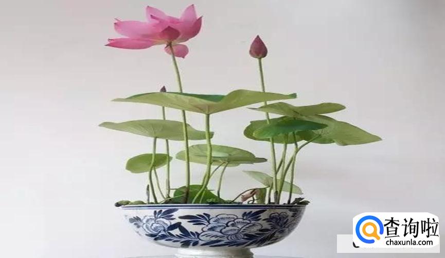 水缸里适合养什么植物呢