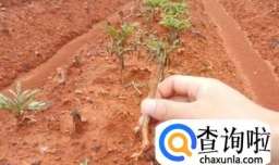 如何种植魔芋