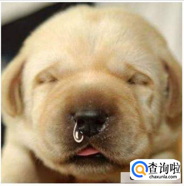 狗狗一个鼻孔流黄鼻涕是怎么回事