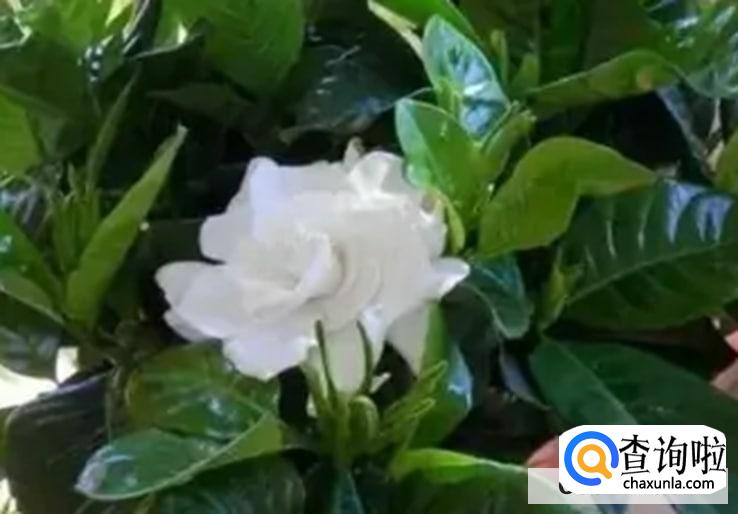 摘的栀子花养水里要怎么养合适