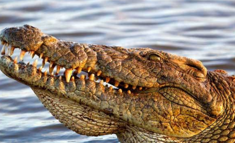 鳄鱼属于哺乳动物吗