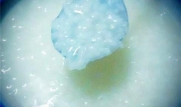 用高压锅快速熬稀饭