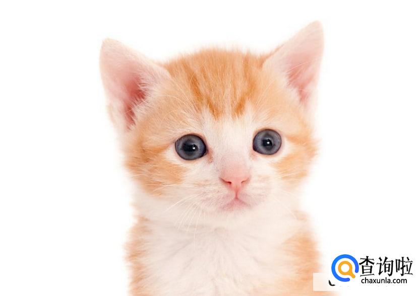 猫咪不拉大便怎么回事