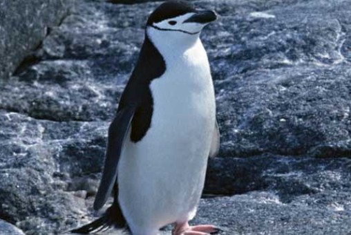 企鹅是哺乳动物吗