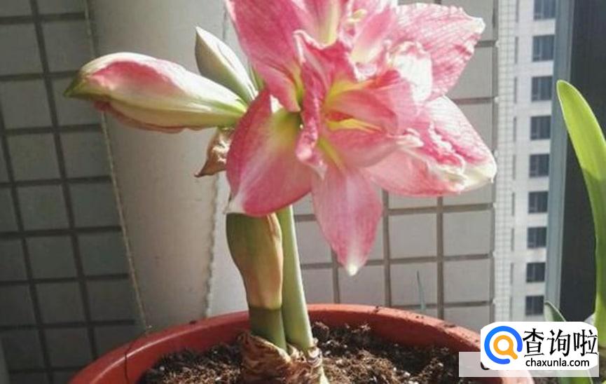 朱顶红换盆时间和方法步骤