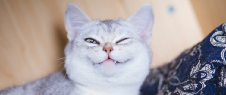 梦见被猫咬预示着什么