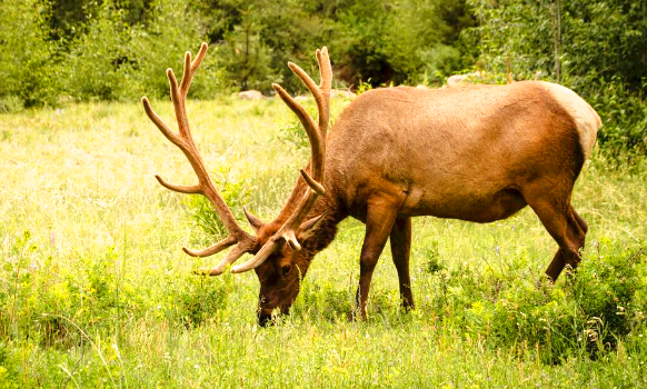 四不像是什么动物