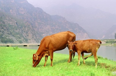 执牛耳是什么意思