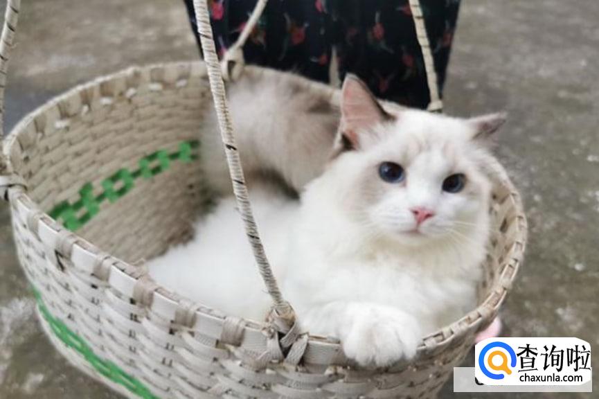 猫咪应该怎么溜