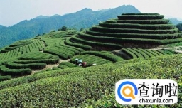 到底铁观音是红茶还是绿茶呢？