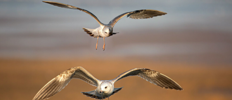 比翼双飞是什么意思