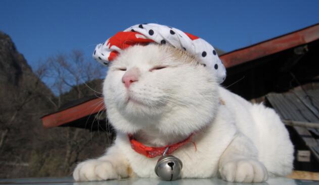 猫的主要特征有哪些