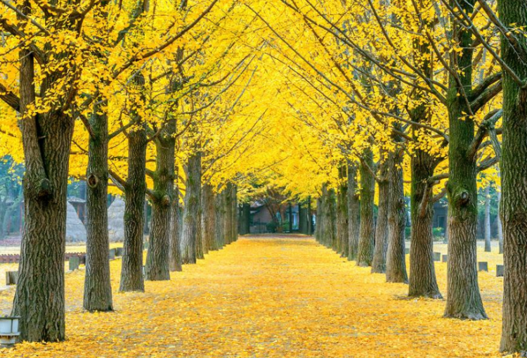 中国银杏之乡指的是哪里