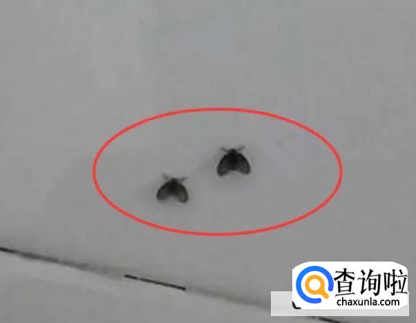 卫生间为什么会出现小飞虫