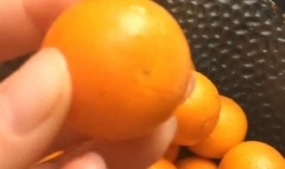 有止咳功效的金桔酱