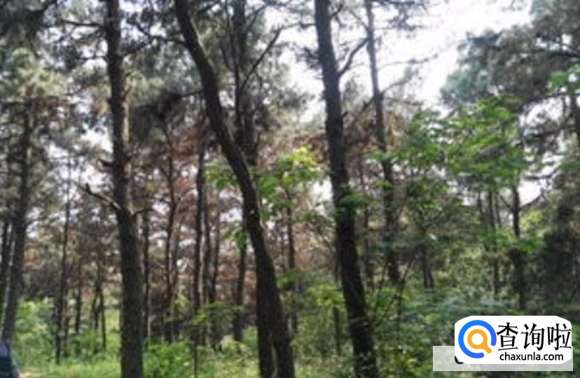 松树枯死的抢救方法有哪些