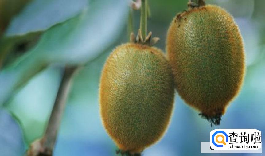 如何预防猕猴桃熟的太快