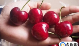 车厘子不脆和品种有关吗
