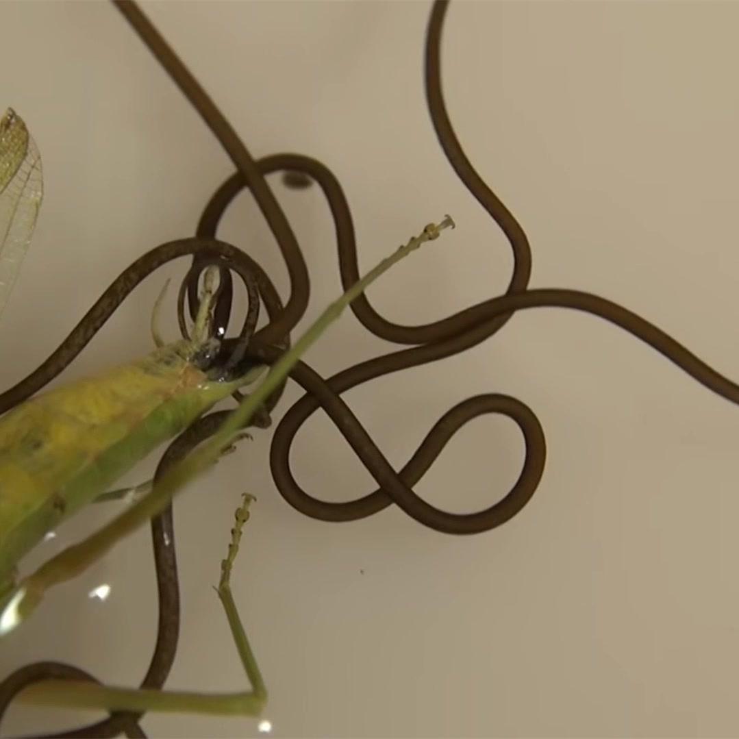 螳螂肚子里的虫子是什么