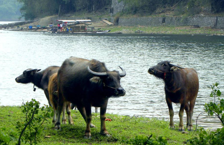 夏天水牛为什么喜欢浸在水里