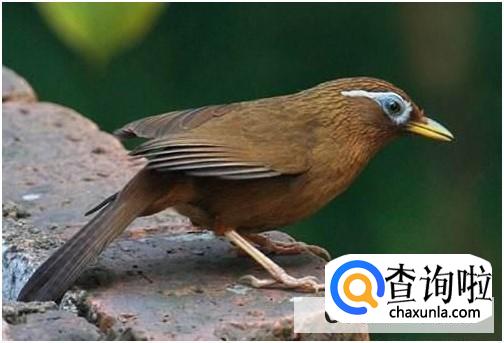 捕捉画眉鸟犯法吗