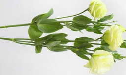 洋桔梗的花语是什么？