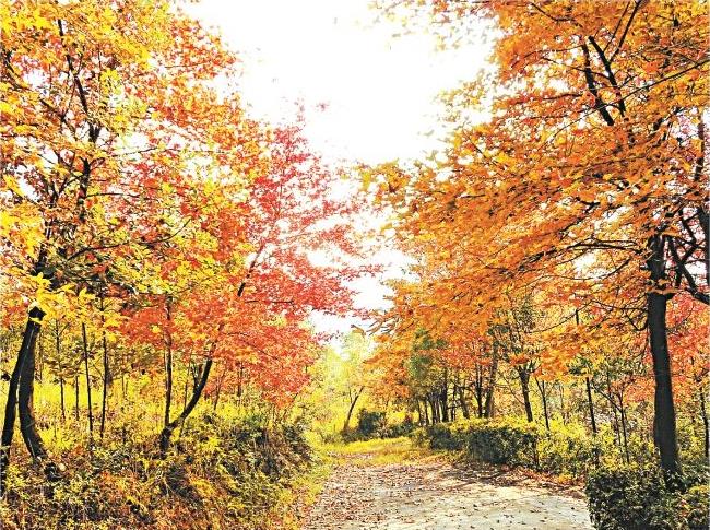 秋天树叶为什么会变黄