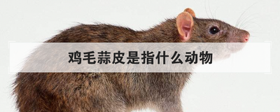 鸡毛蒜皮是指什么动物