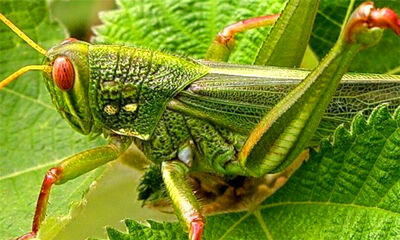 蝗虫和蚂蚱的区别