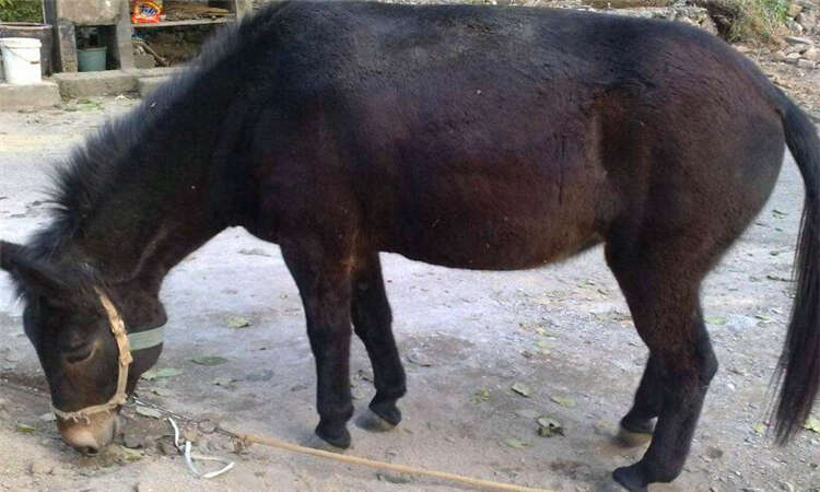 驴骡与马骡的区别