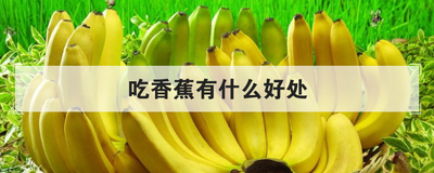 吃香蕉有什么好处
