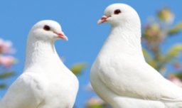 鸽子为什么总能飞回家？