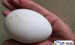 鹅蛋摇晃里面有晃动是蛋坏了吗