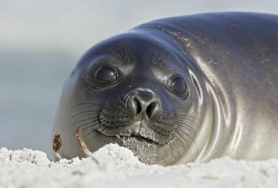 南极有哪些动物