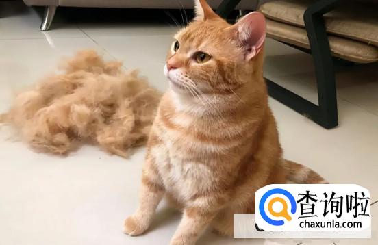 猫咪掉毛太严重怎么办