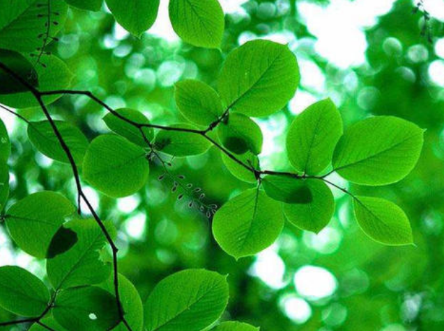 什么时候是二伏天